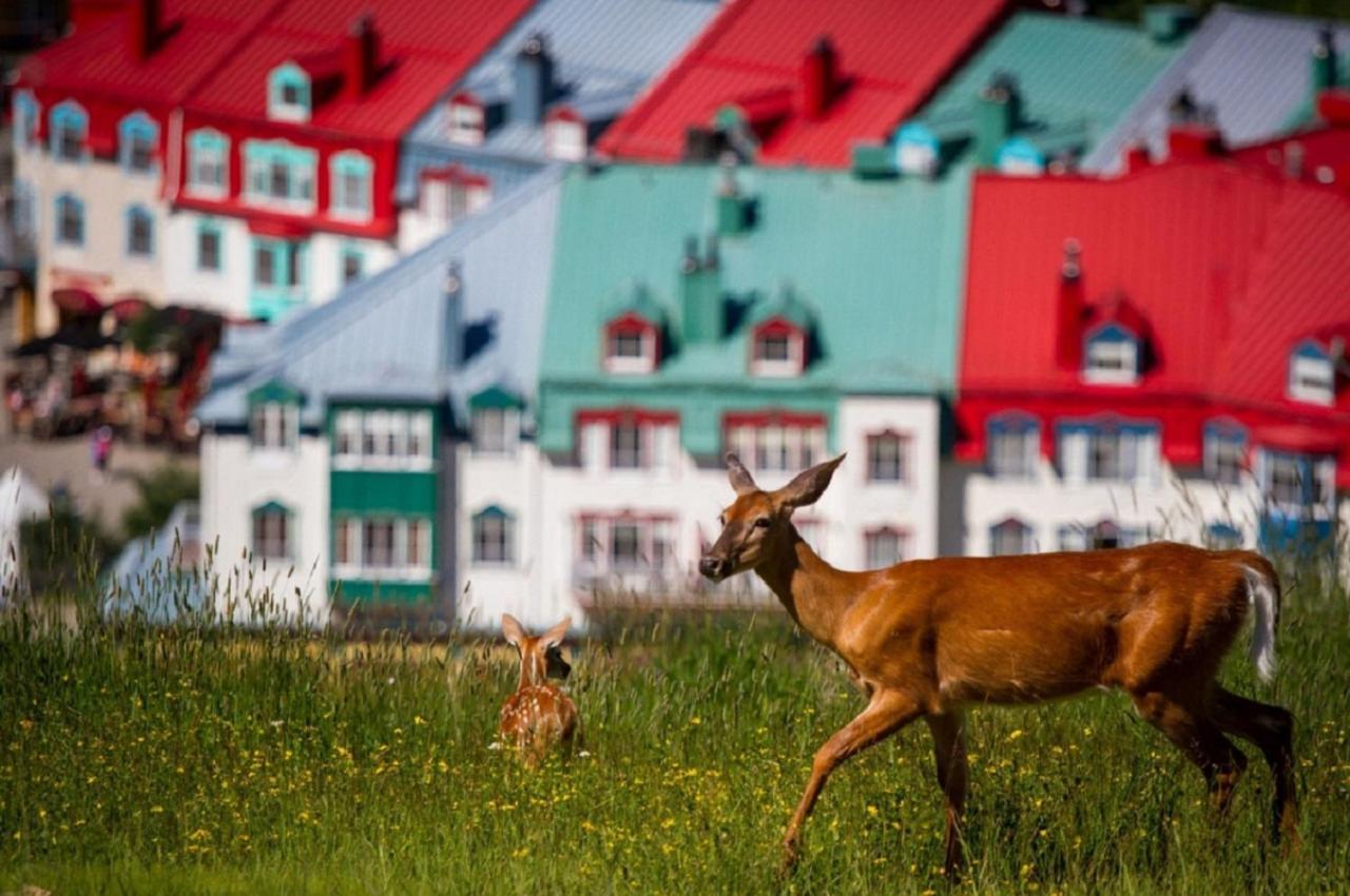 Stunning - View On Tremblant & Mountain Apartment